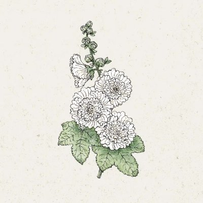 Stockros Queeny White
