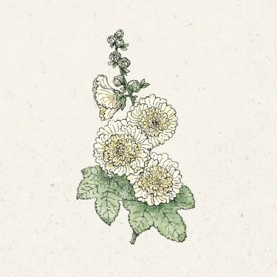 Stockros Queeny Yellow