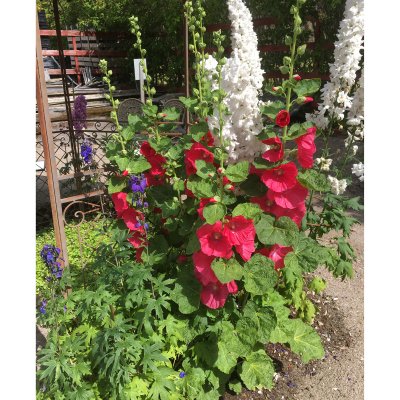 Alcea rosea Mars Magic, Stockros, P9cm
