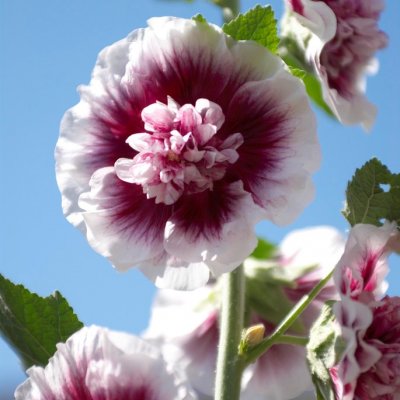 Alcea rosea Crème de Cassis, Stockros, P9cm