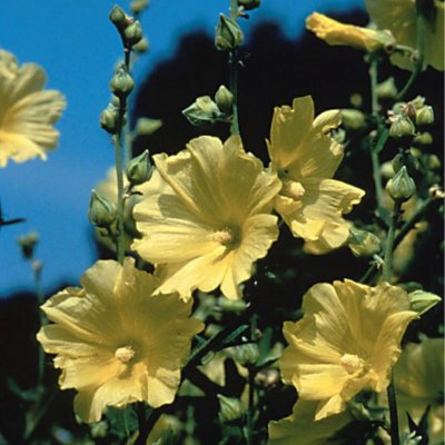 Alcea rugosa, Gul Stockros