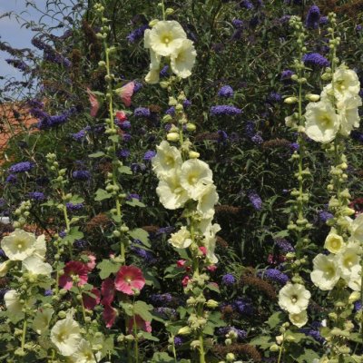 Alcea rugosa, Gul Stockros
