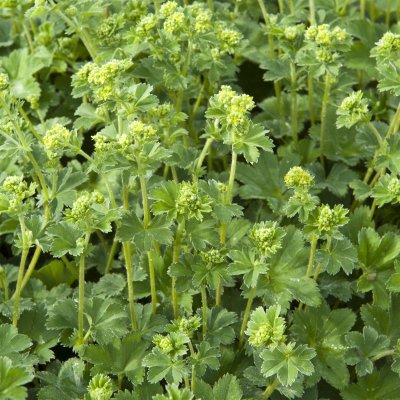 Alchemilla erythropoda, Daggkåpa, C11,5cm