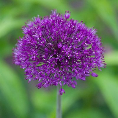 Allium afl. Purple Sensation, Kirgislök, P9cm