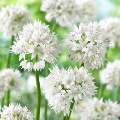 Vildlök Allium amplectens Graceful Beauty 5st