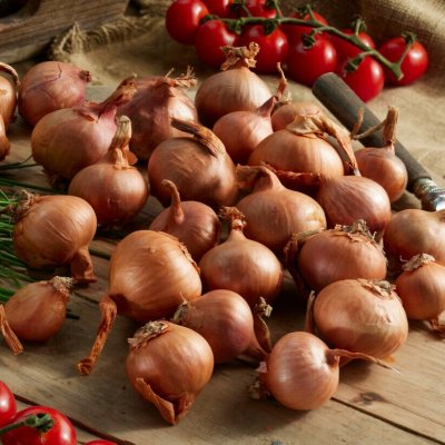 Sättlök Schalottenlök Biztro Ekologisk 250g