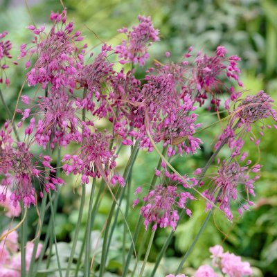 Dropplök Allium carinatum subsp. pulchellum 3st