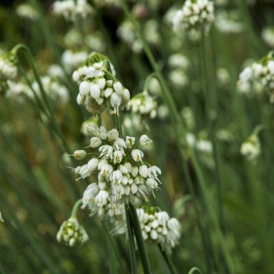 Allium cernuum White Master
