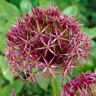 Allium christophii, Stäpplök