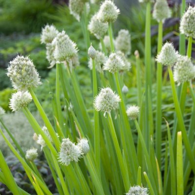 Allium fistulosum, Piplök