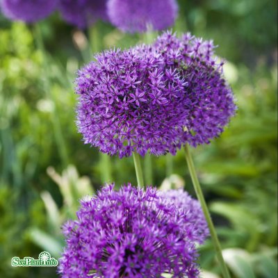 Allium afl. Purple Sensation, Kirgislök, P9cm