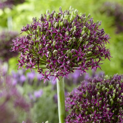 Allium Magic 5st
