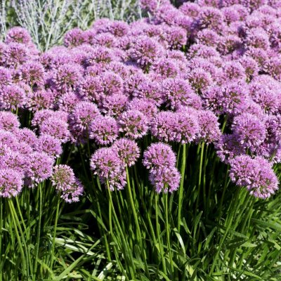 Allium Millenium, Kantlök