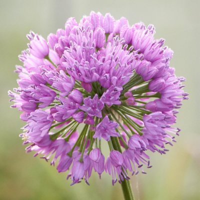 Allium Millenium, Kantlök, SQ1
