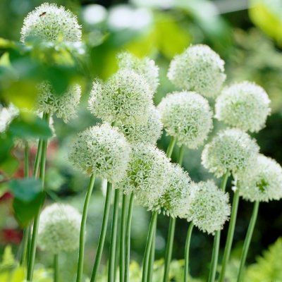 Skägglök Allium stipitatum Mount Everest 3st