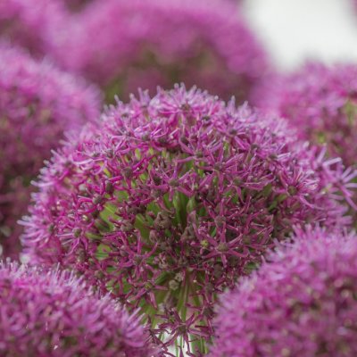 Allium Ostara ® 3st