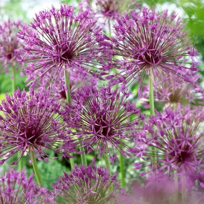 Allium Purple Rain 5st