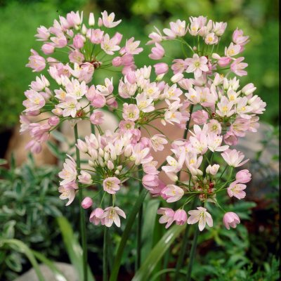 Kvicklök Allium roseum 15st
