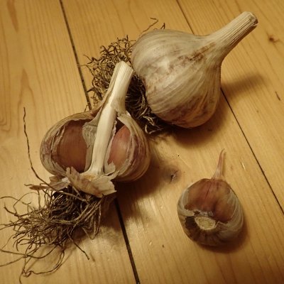 Allium sativum Novosibirsk, Vitlök, P9cm
