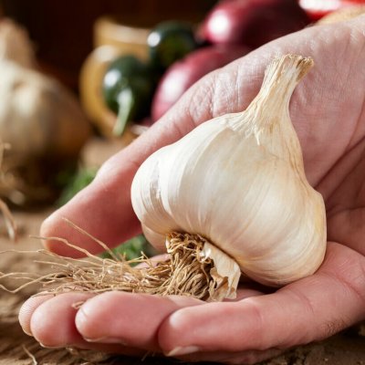 Vitlök Precosem EKO 2-pack