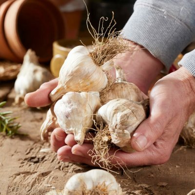 Vitlök Precosem EKO 2-pack