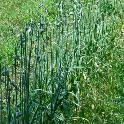 Allium sativum var. ophioscorodon, Ormlök, C13cm