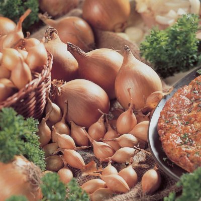 Sättlök Gul Setton Ekologisk 250g