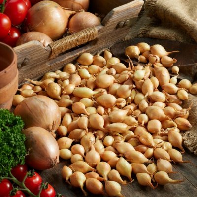 Sättlök Gul Sturon 250g