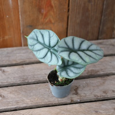 Alocasia Silver Dragon