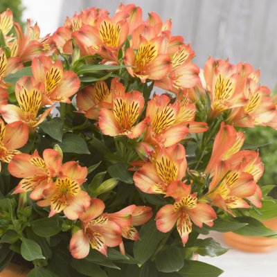 Alstroemeria, Stickling, Inticancha ® Bryce 1-pack