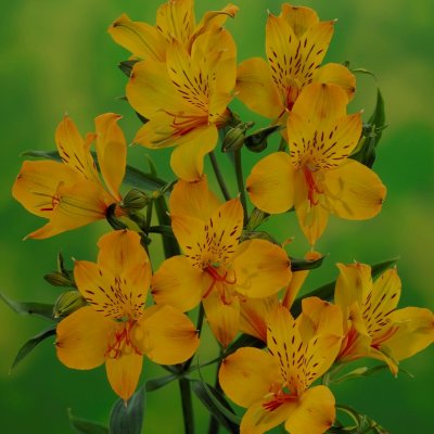 Alströmeria Alstromeria aurea Gul 2st