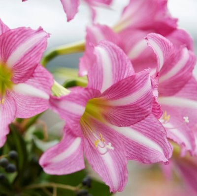 Amaryllis Estella ®