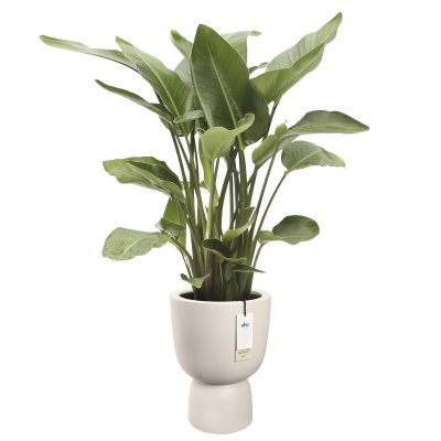 Amber Coupe Linen White