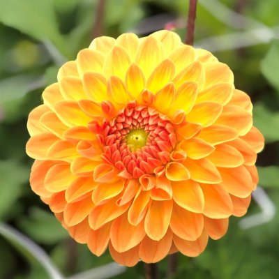 Dahlia Boll Amber Crystal 1st