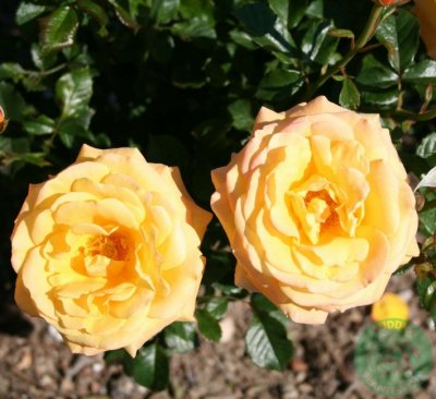Rosa tehybrid Amber Flush ®