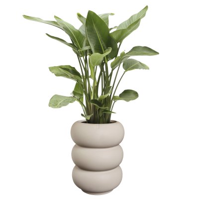 Amber Roll Balanced Beige