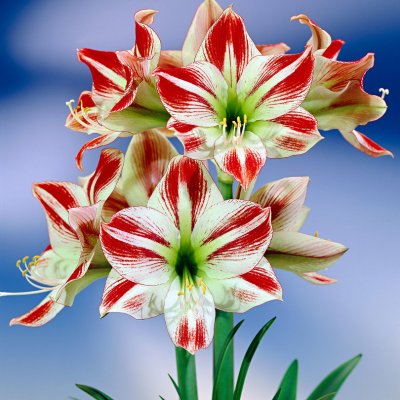 Amaryllis Ambiance