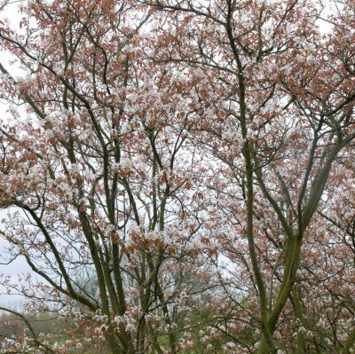 Amelanchier x grandiflora Robin Hill, Storblommig Häggmispel, 40-50 C3