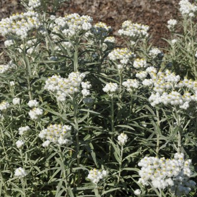 Anaphalis margaritacea, Pärleternell