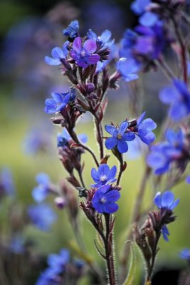 Anchusa azurea Dropmore, Italiensk Oxtunga