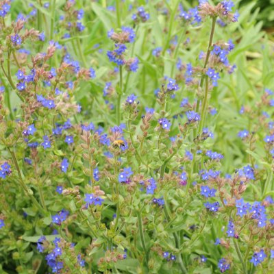 Anchusa officinalis, Oxtunga