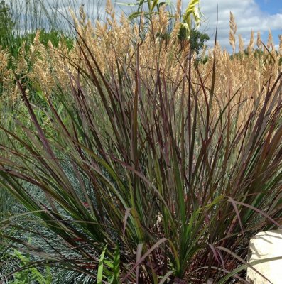 Andropogon gerardii Blackhawks, Präriegräs