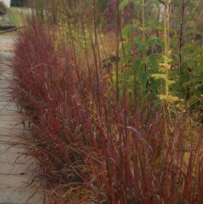 Andropogon gerardii Red October ®, Kalkongräs