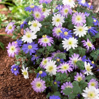 Balkansippa Anemone blanda Mix 20st