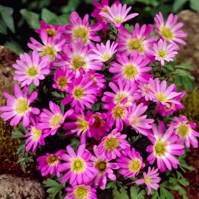 Balkansippa Anemone blanda Pink Star 10st