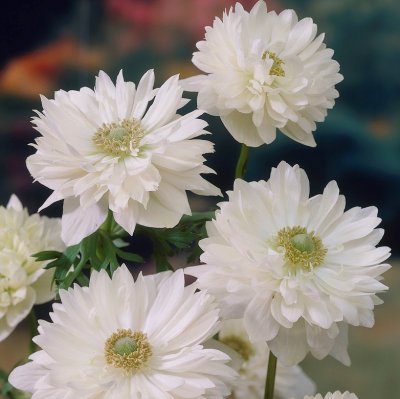 Bukettanemon Anemone coronaria Mount Everest 10st