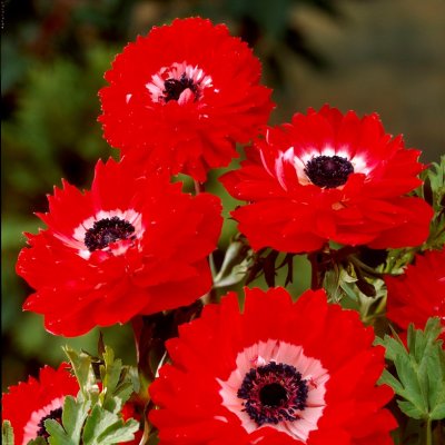 Bukettanemon Anemone coronaria Governor 10st