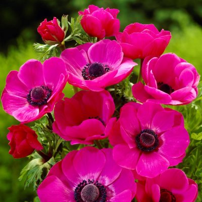 Bukettanemon Anemone coronaria Sylphide 10st