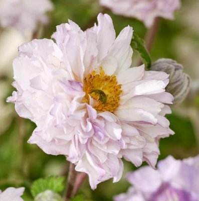 Anemone rupicola Frilly Knickers ®, Sidenanemon, P9cm