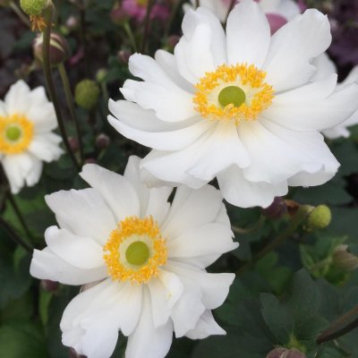 Anemone hup. v. jap. Snow Angel, Fylld Höstanemon, C5